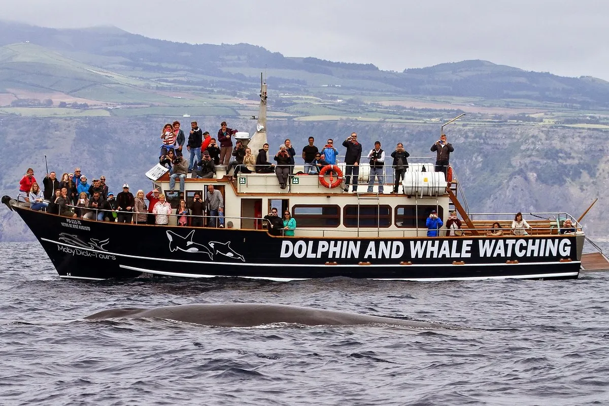 MobyDick Tours - Photo 1