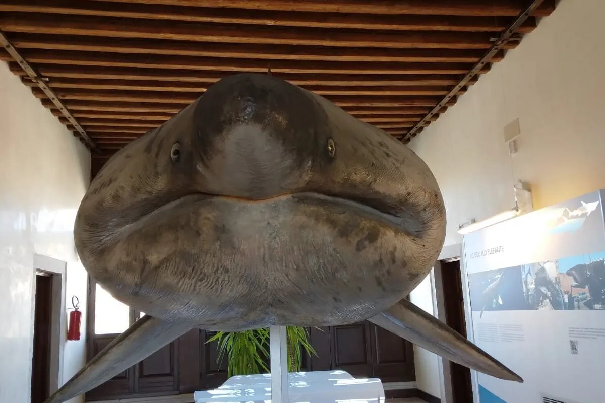 Museo di zoologia marina "Giuseppe Olivi" - Photo 2