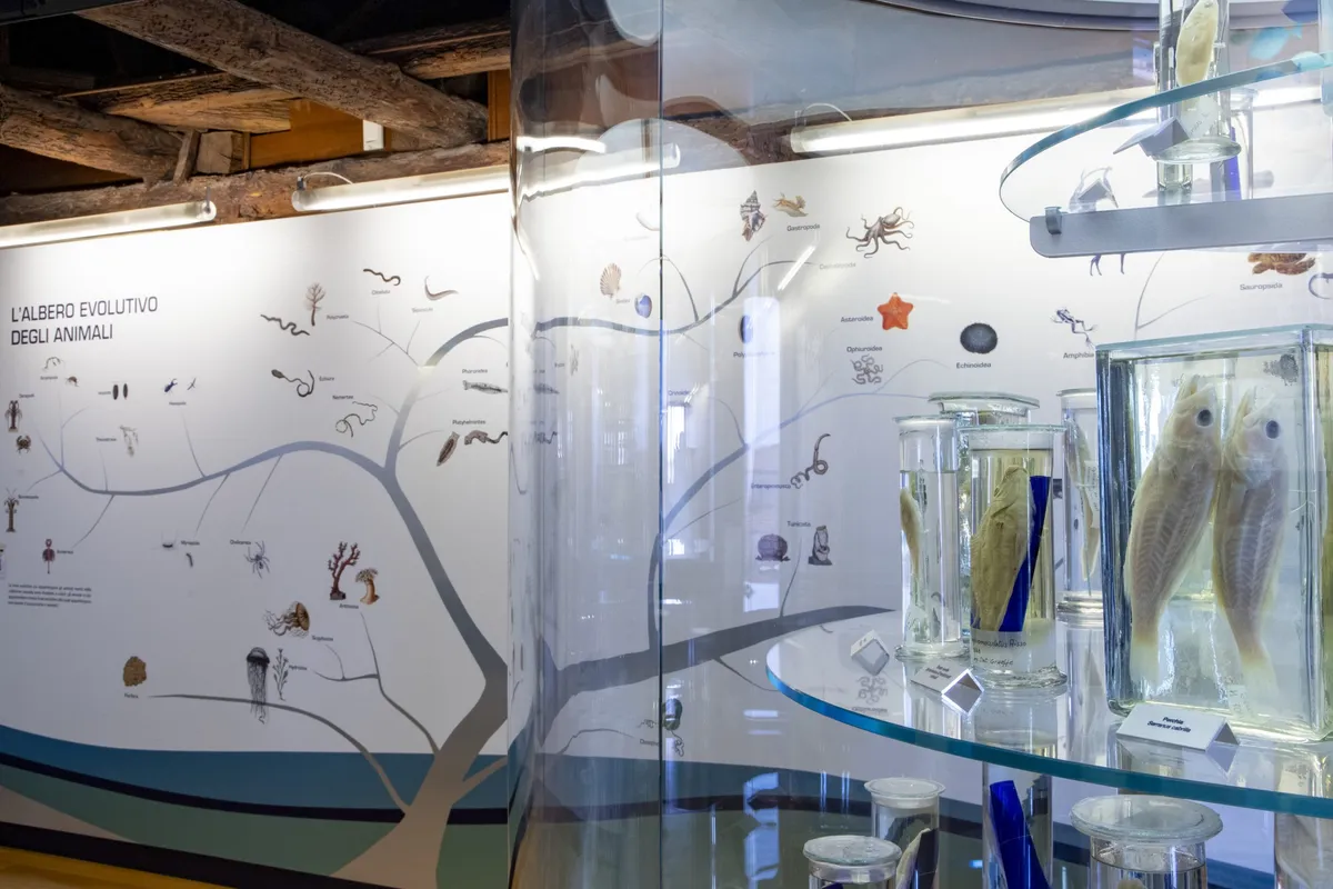 Museo di zoologia marina "Giuseppe Olivi" - Photo 4