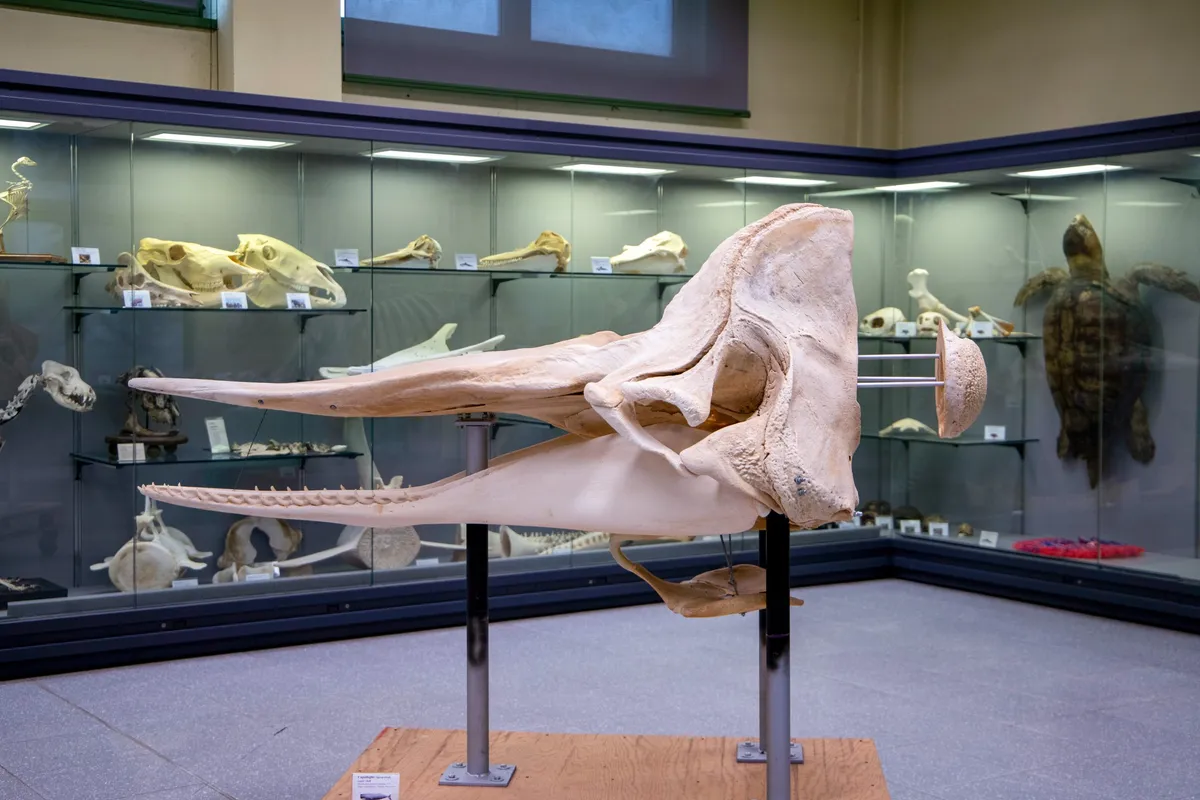 Museo di zoologia marina "Giuseppe Olivi" - Photo 1