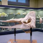 Museo di zoologia marina "Giuseppe Olivi"