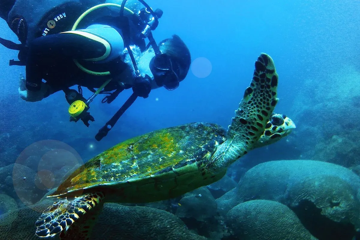 Caribe colombiano diving - Photo 2