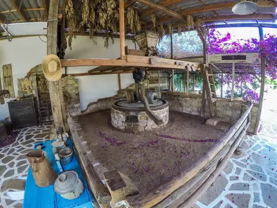 Olive Oil Farm - Photo 2
