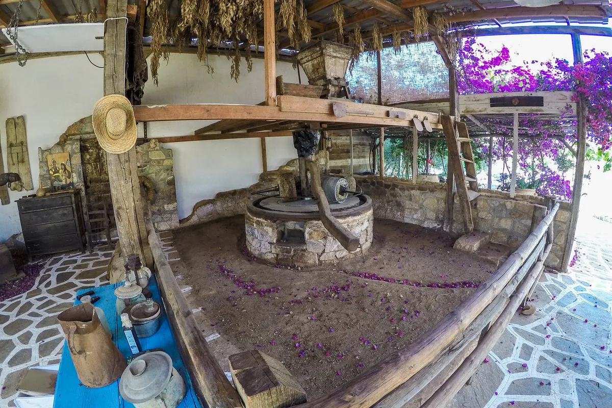 Olive Oil Farm - Photo 2