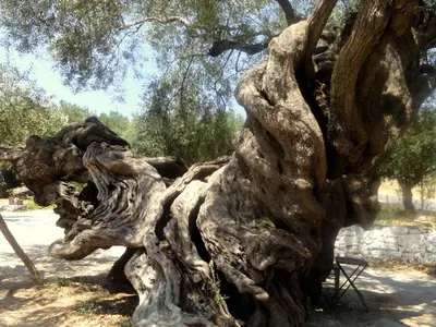 The Old Tree traditional local products - Photo 2