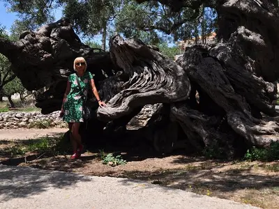 Old Olive Tree - Photo 3