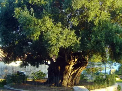 Olivastri di Santa Maria Navarrese (monumento naturale) - Photo 1