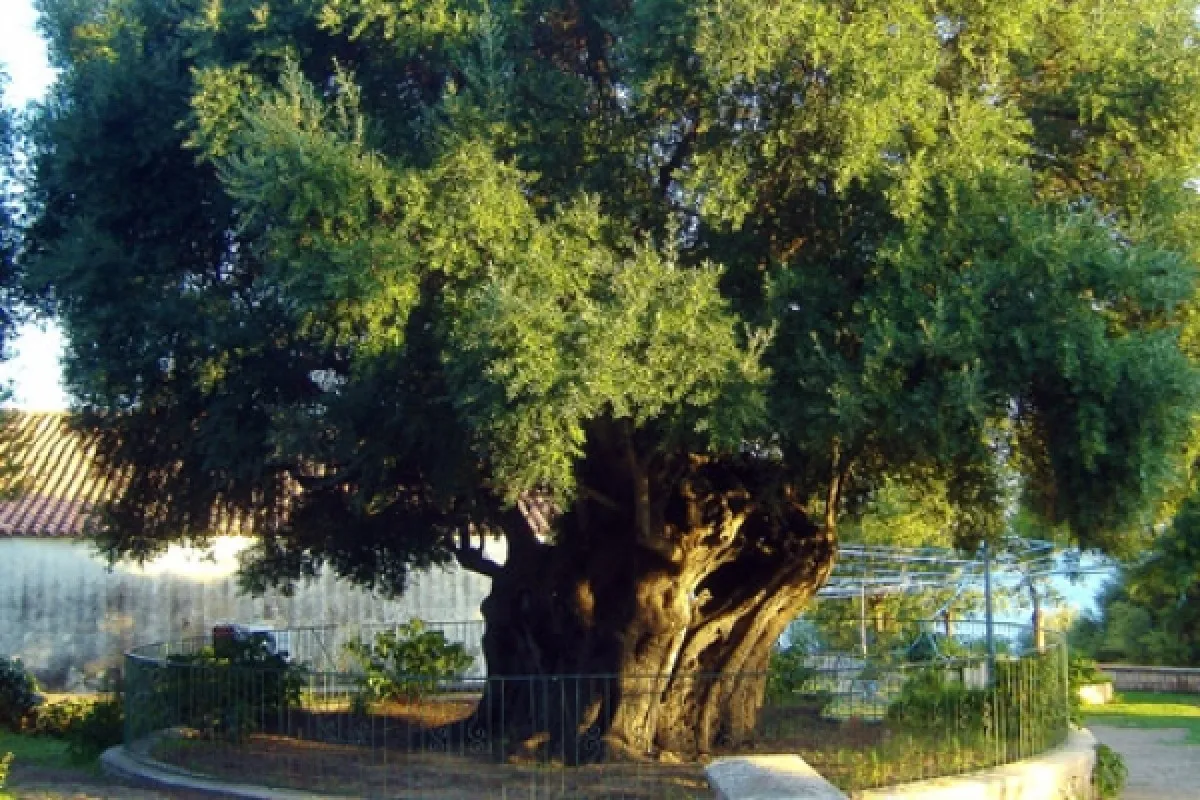 Olivastri di Santa Maria Navarrese (monumento naturale) - Photo 1
