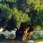 Olivastri di Santa Maria Navarrese (monumento naturale)