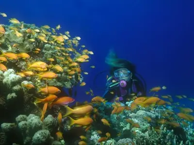 Buceo La Herradura - Photo 3
