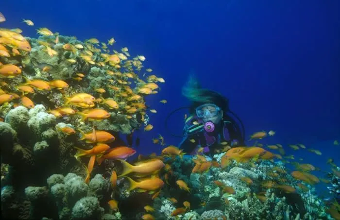 Buceo La Herradura - Photo 3