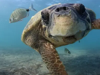 Sea-Turtle Rescue Centre - Photo 2
