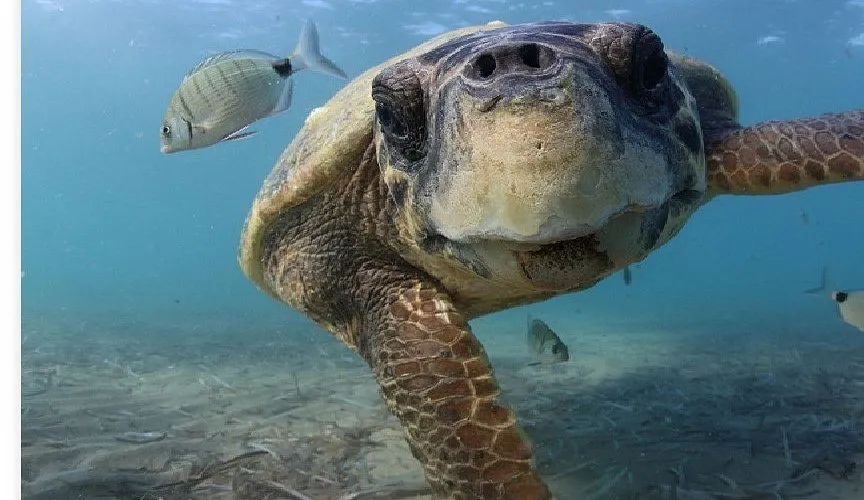 Sea-Turtle Rescue Centre - Photo 2