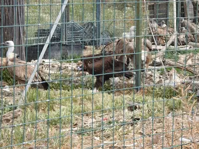 Hellenic Wildlife Care Center - Photo 2