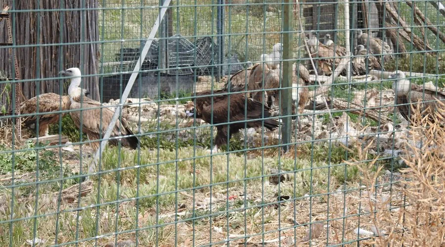Hellenic Wildlife Care Center - Photo 2