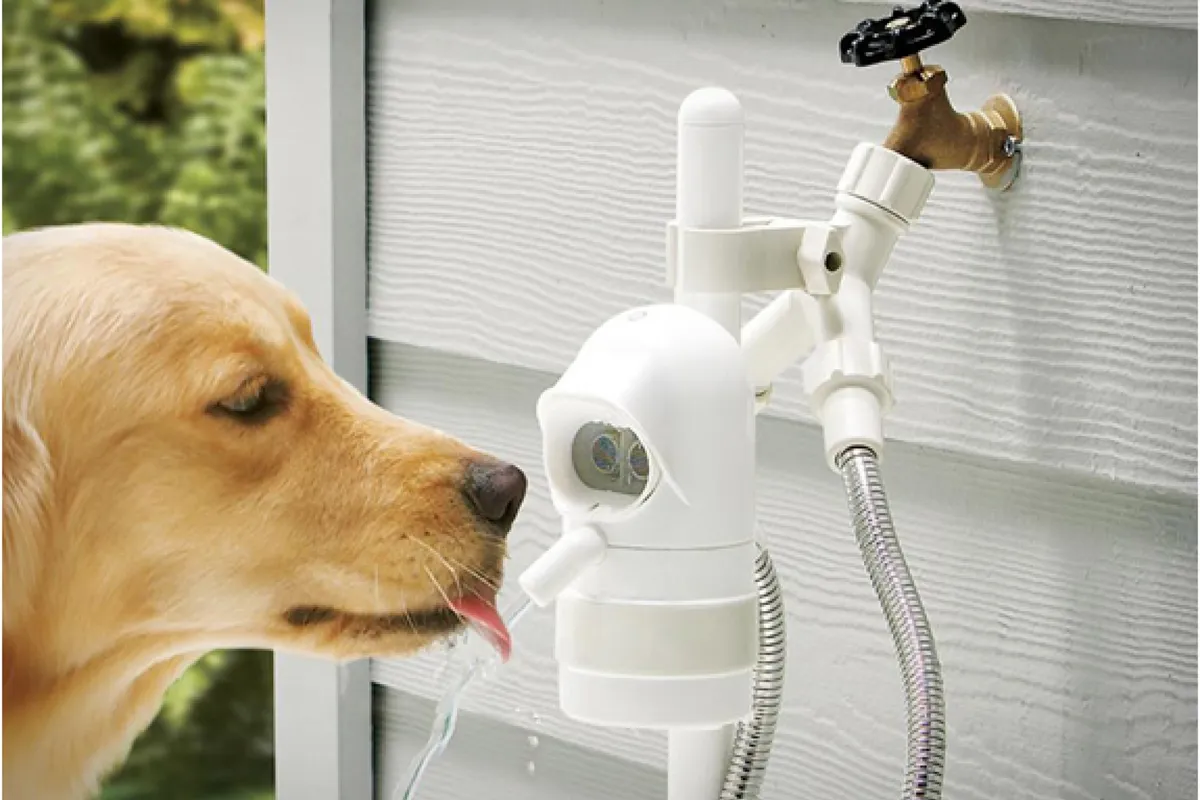 dog fountain - Photo 5