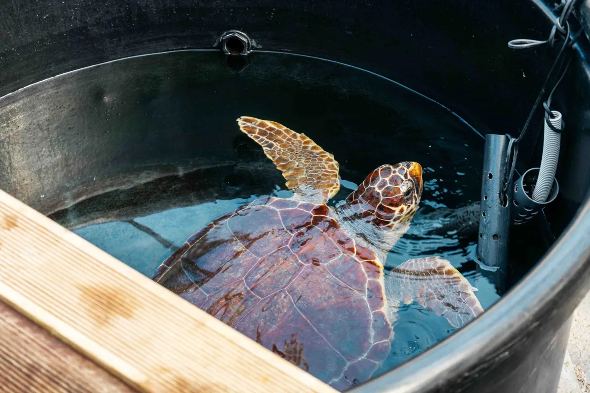 Sea-Turtle Rescue Centre - Photo 4