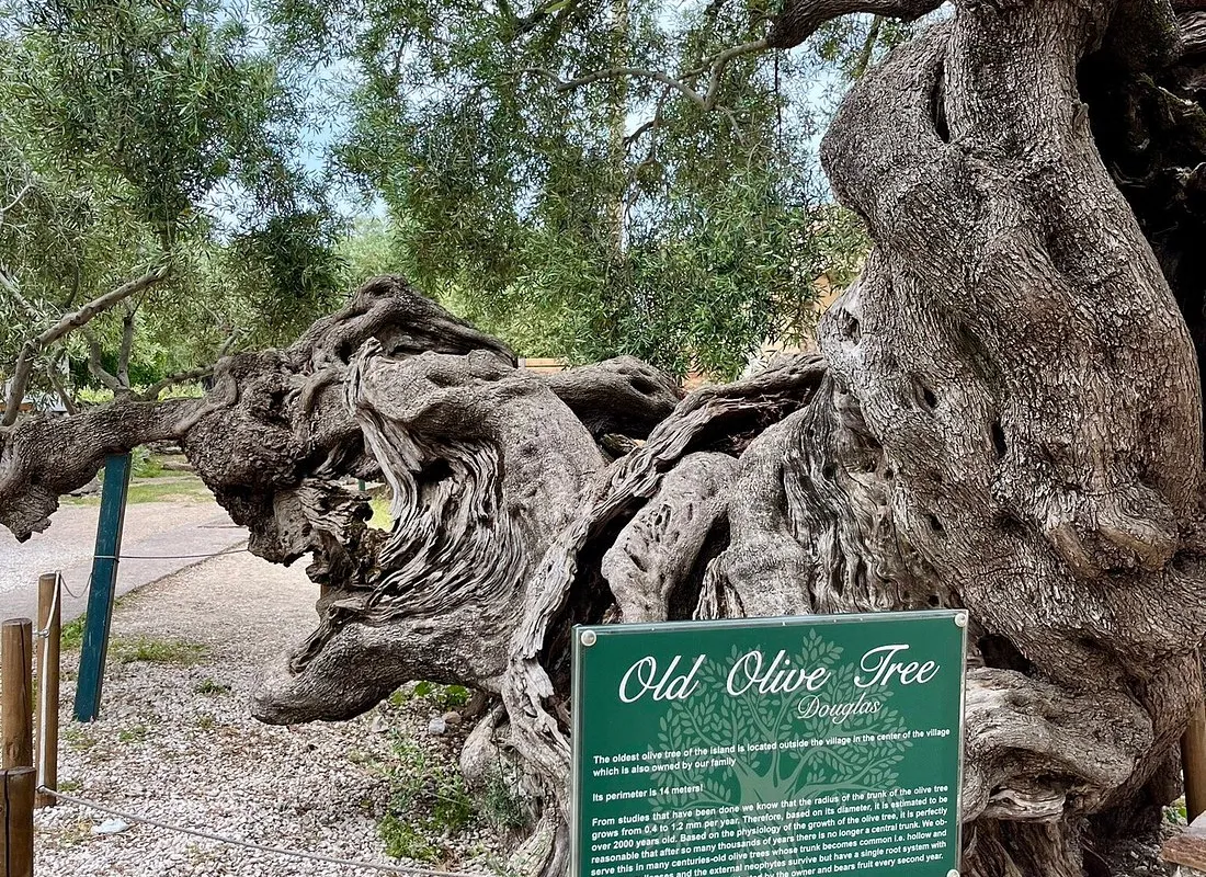 Old Olive Tree - Photo 1