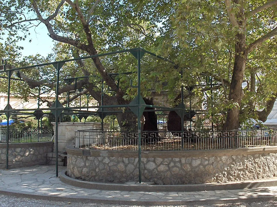 Hippocrates Plane Tree - Photo 1