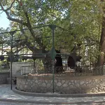 Hippocrates Plane Tree